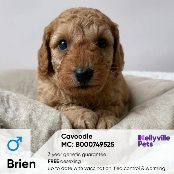 Rockley Valley Park Puppies for sale