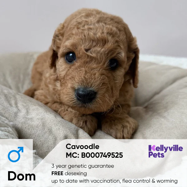 Cavoodle Puppies for Sale | Kellyville Pets