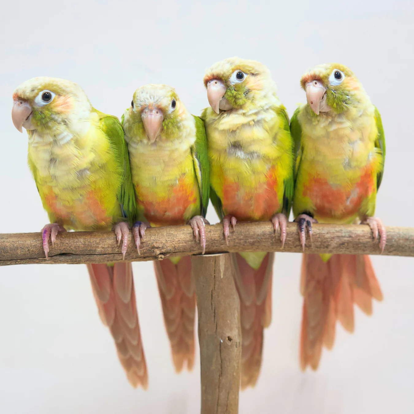 Birds for Sale