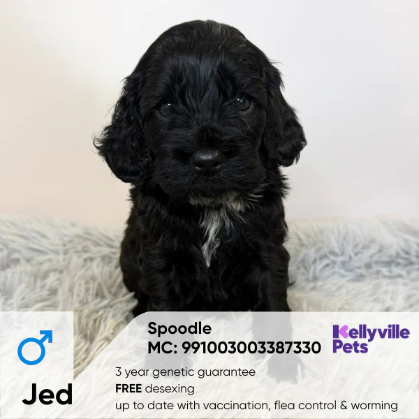 Puppies for Sale Sydney | Kellyville Pets