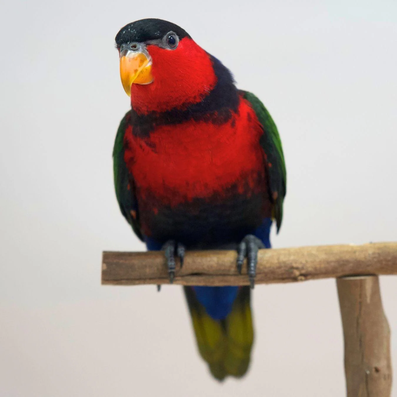 Handraised Birds For Sale